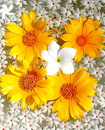 gelbe und weiße Blüten