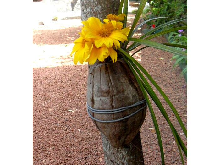 Blumen mit gelben Blüten in einer Kokosnuss